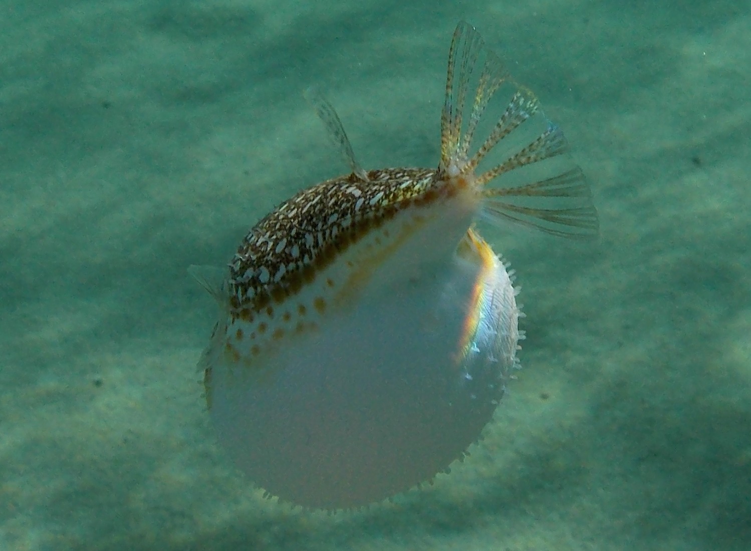 Torquigener flavimaculosus  a Karpathos (Grecia)